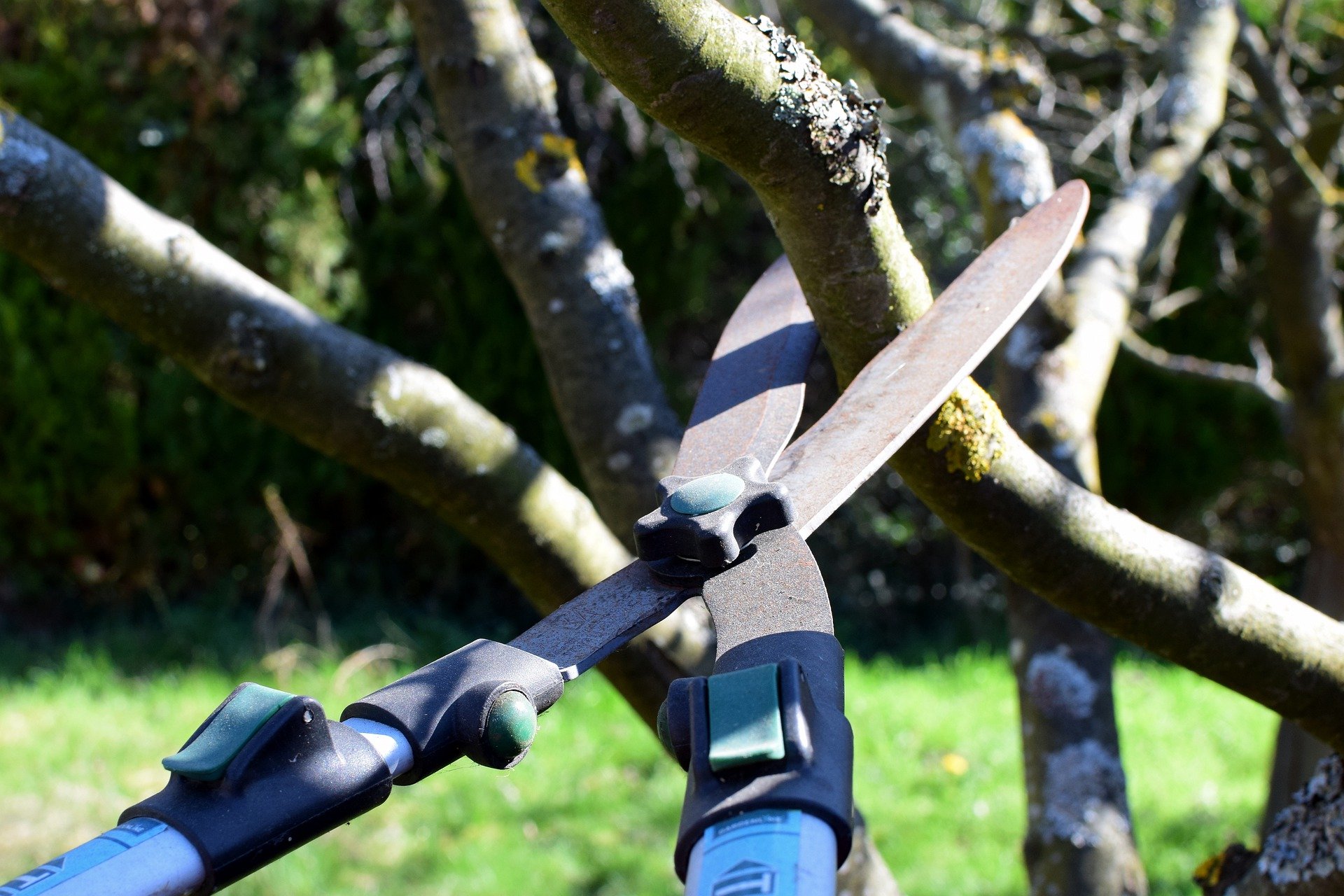 pruning shears pruning tree branch