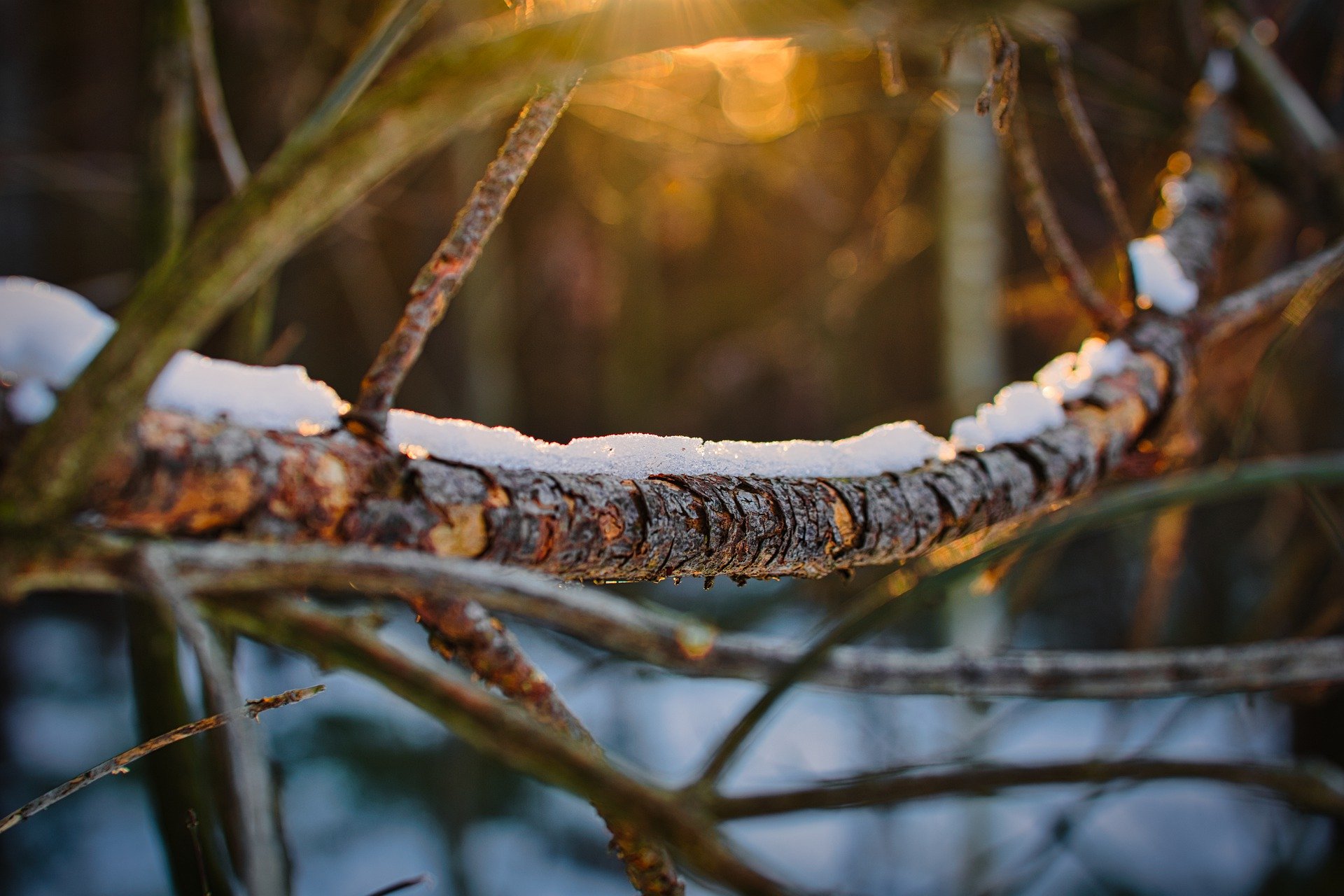 snow covered tree branch