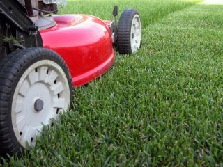 Mowergrass