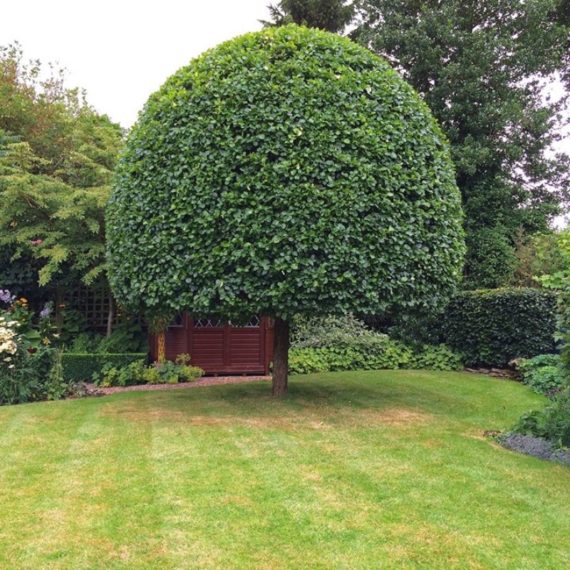 Topiary