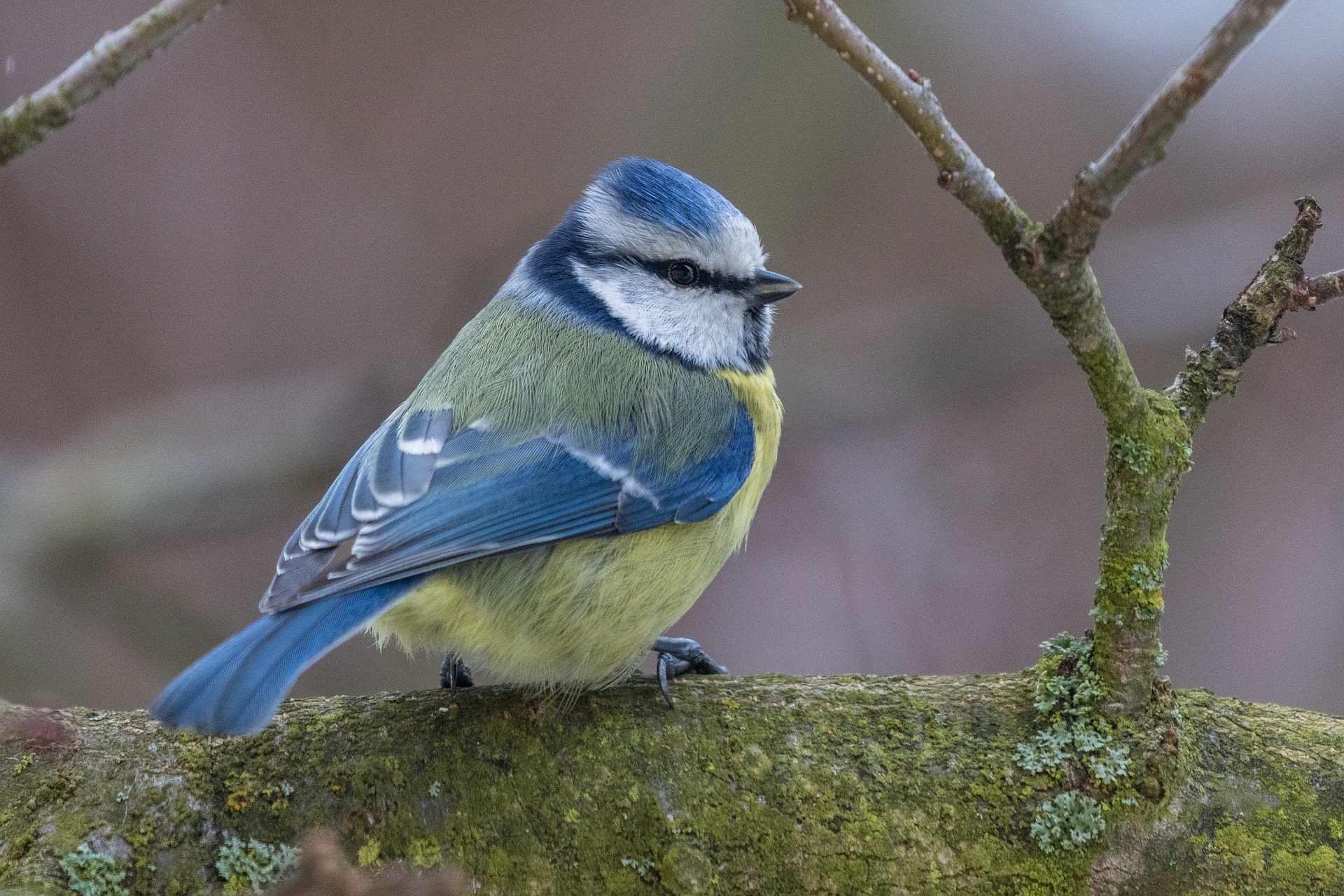 tit 4135237 1920 tit 4135237 1920