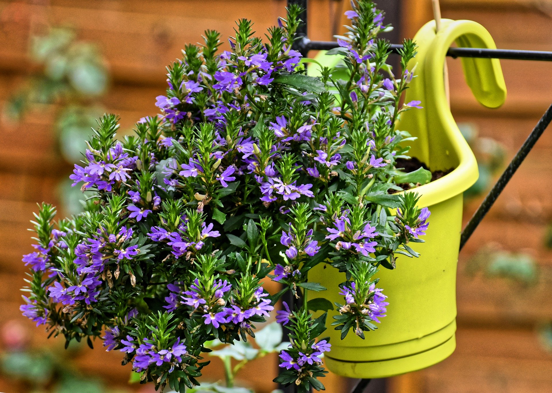 flowers in hanging basket