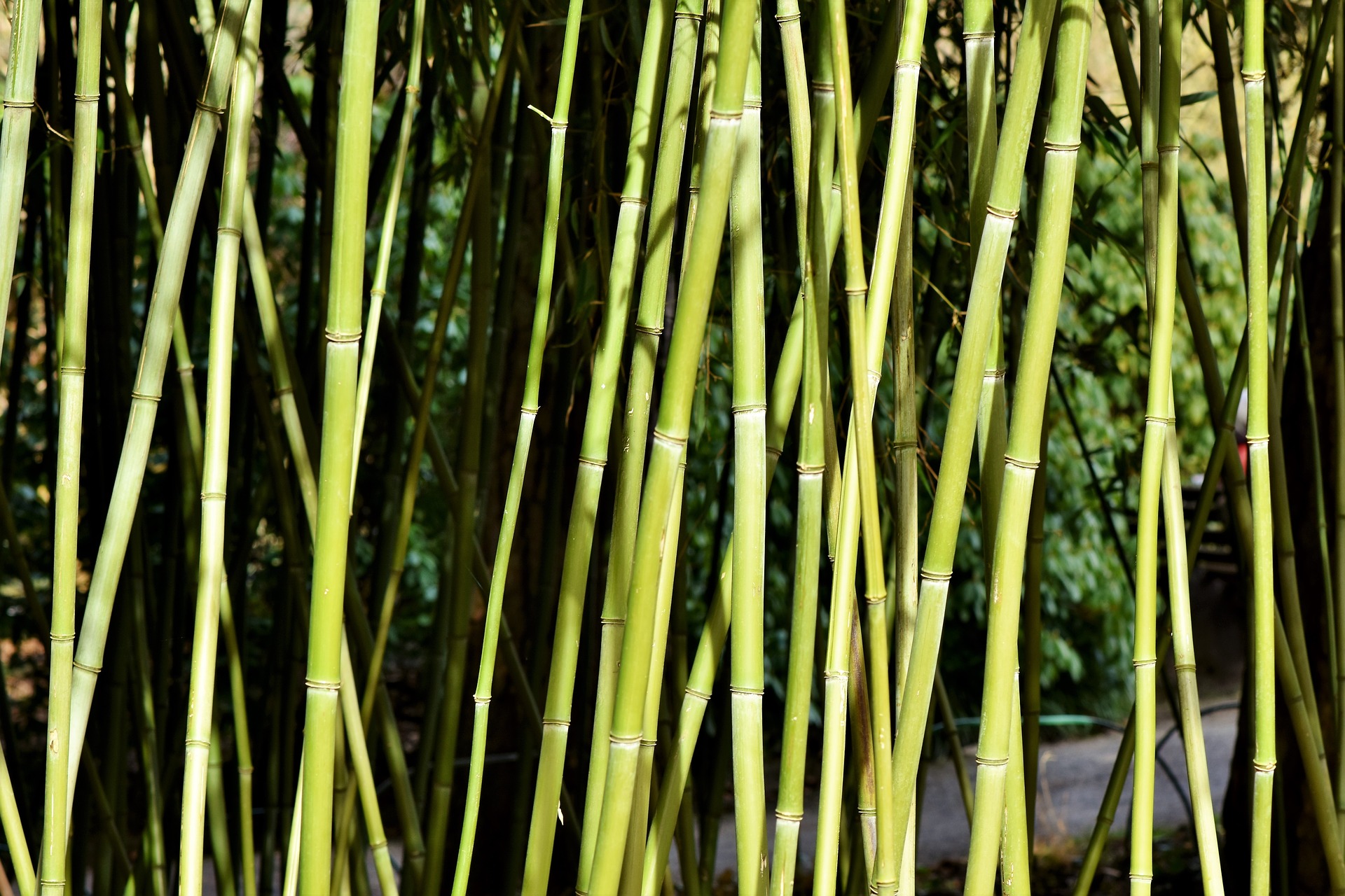 bamboo 3289692 1920