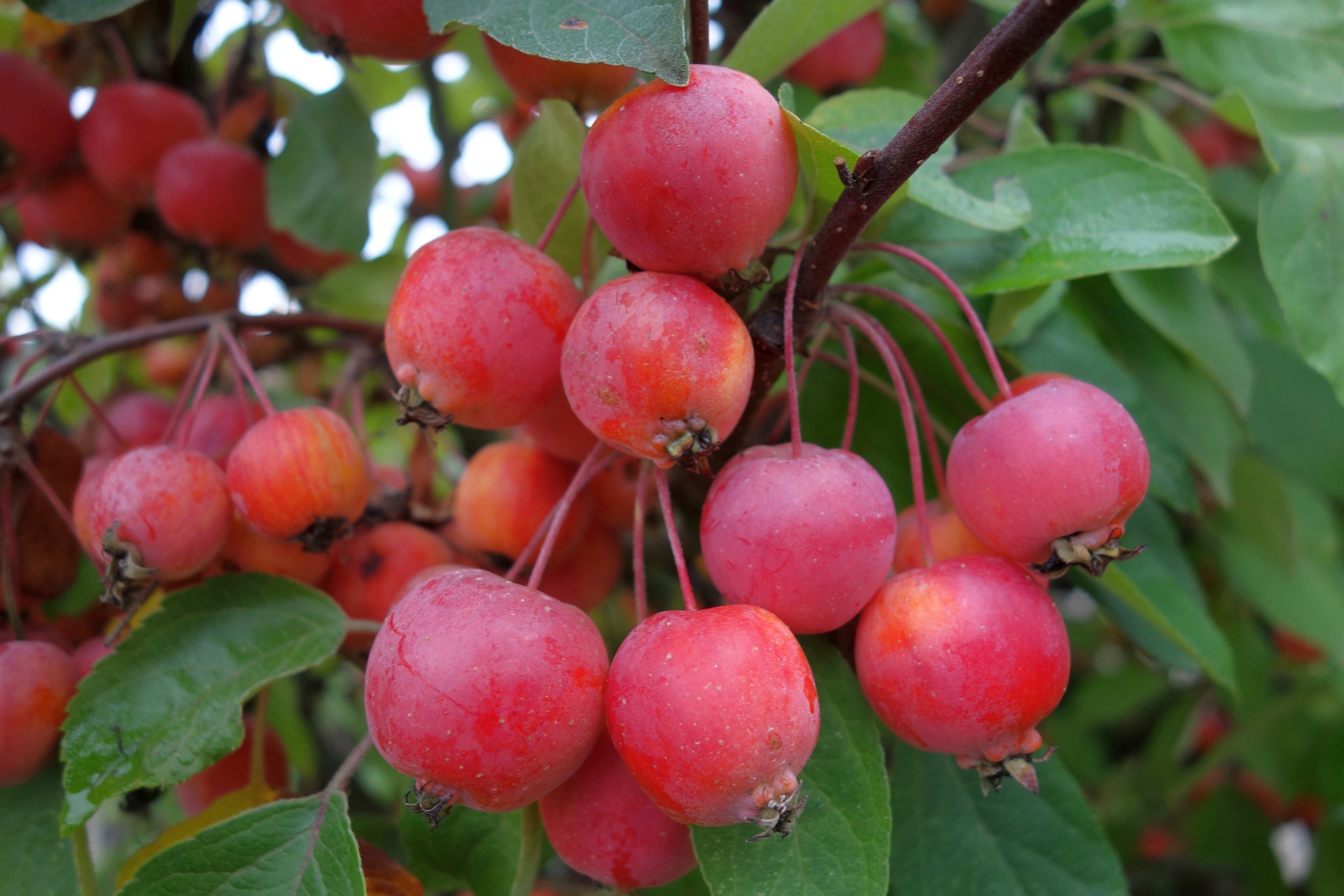 malus evereste