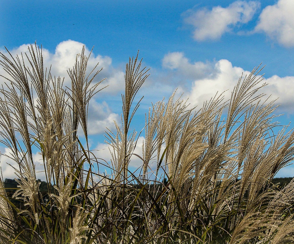 ornamental grass 188422 1280