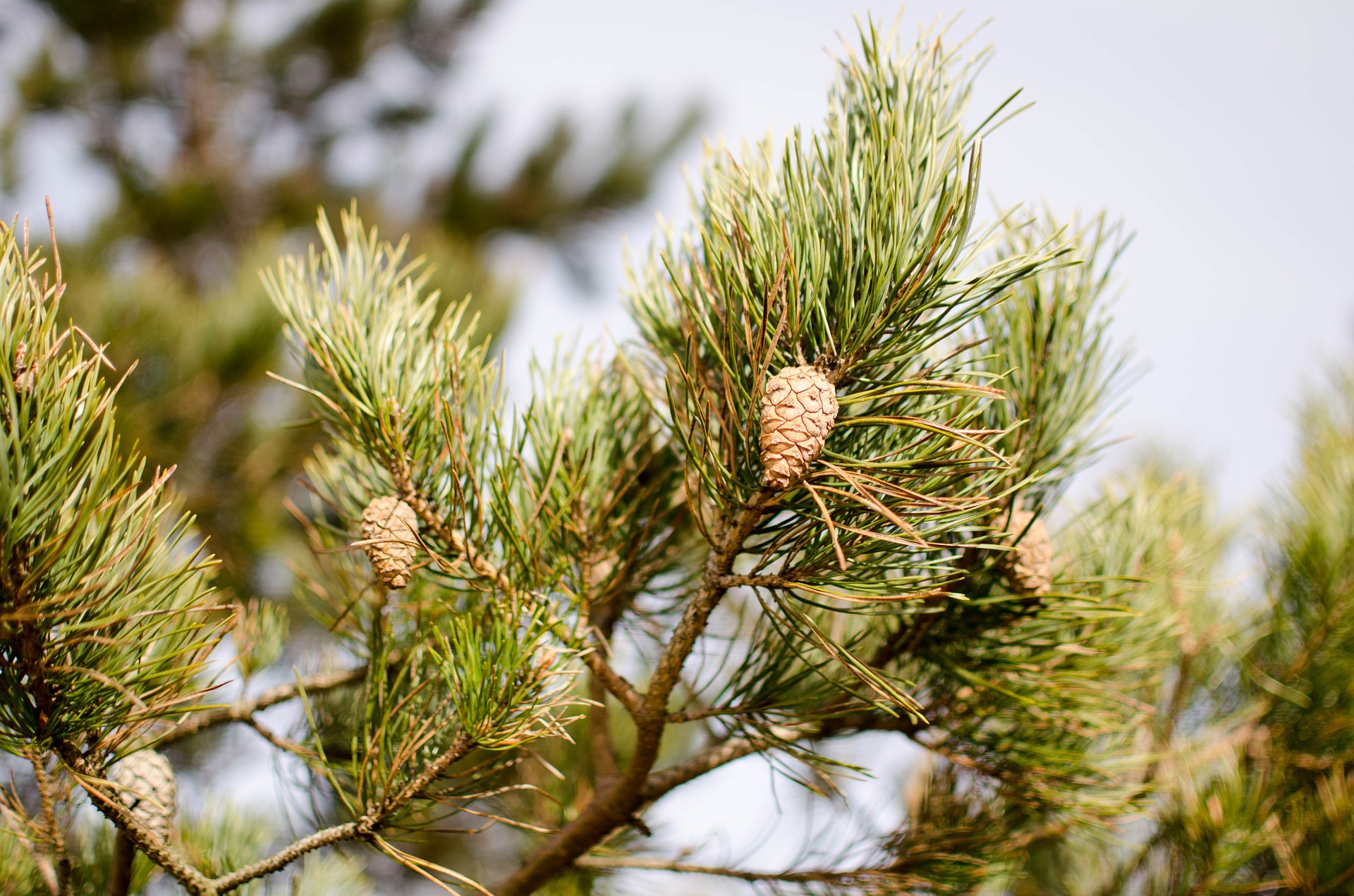 pinus sylvestris 4083922 1920