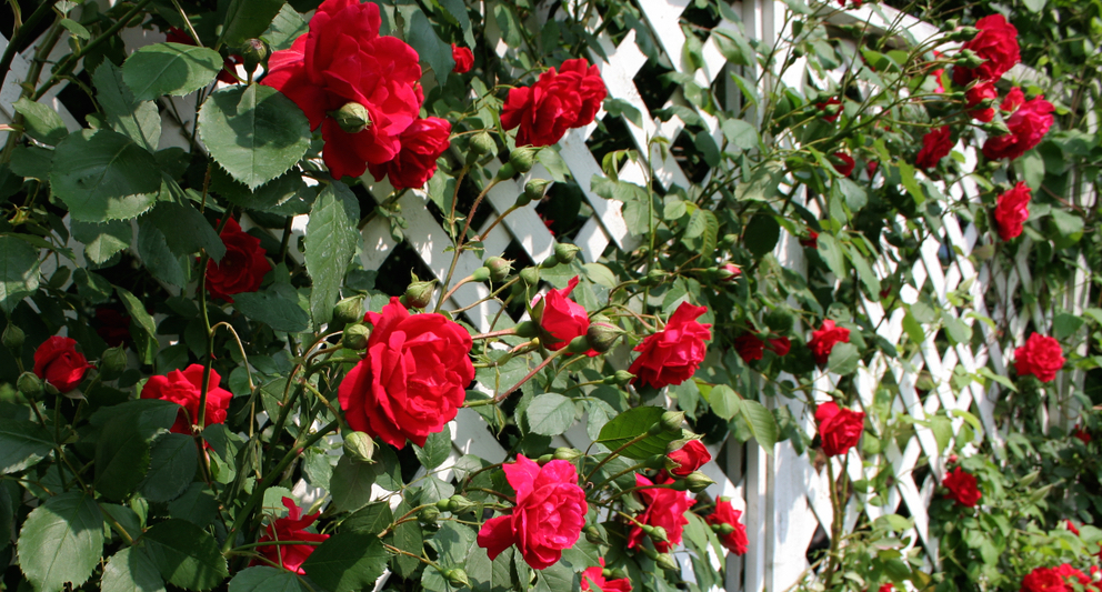 Image Alt plants for screening red rose trellis