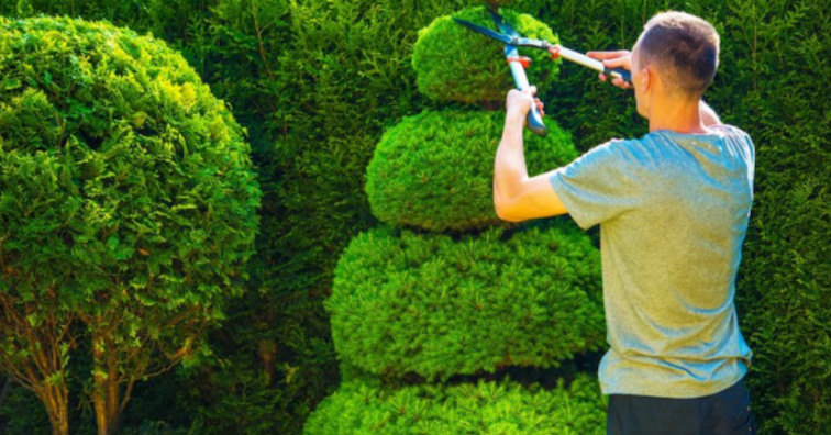 man-trimming-a-spiral-hedge