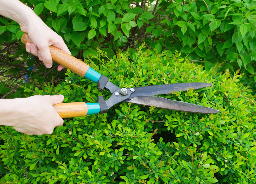 3 Uses For Hedge Shears In Your Garden