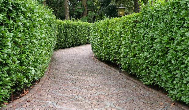 hedge-lined-pathway hedge-lined-pathway.png
