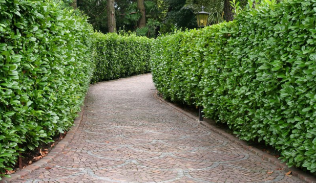 hedge lined pathway