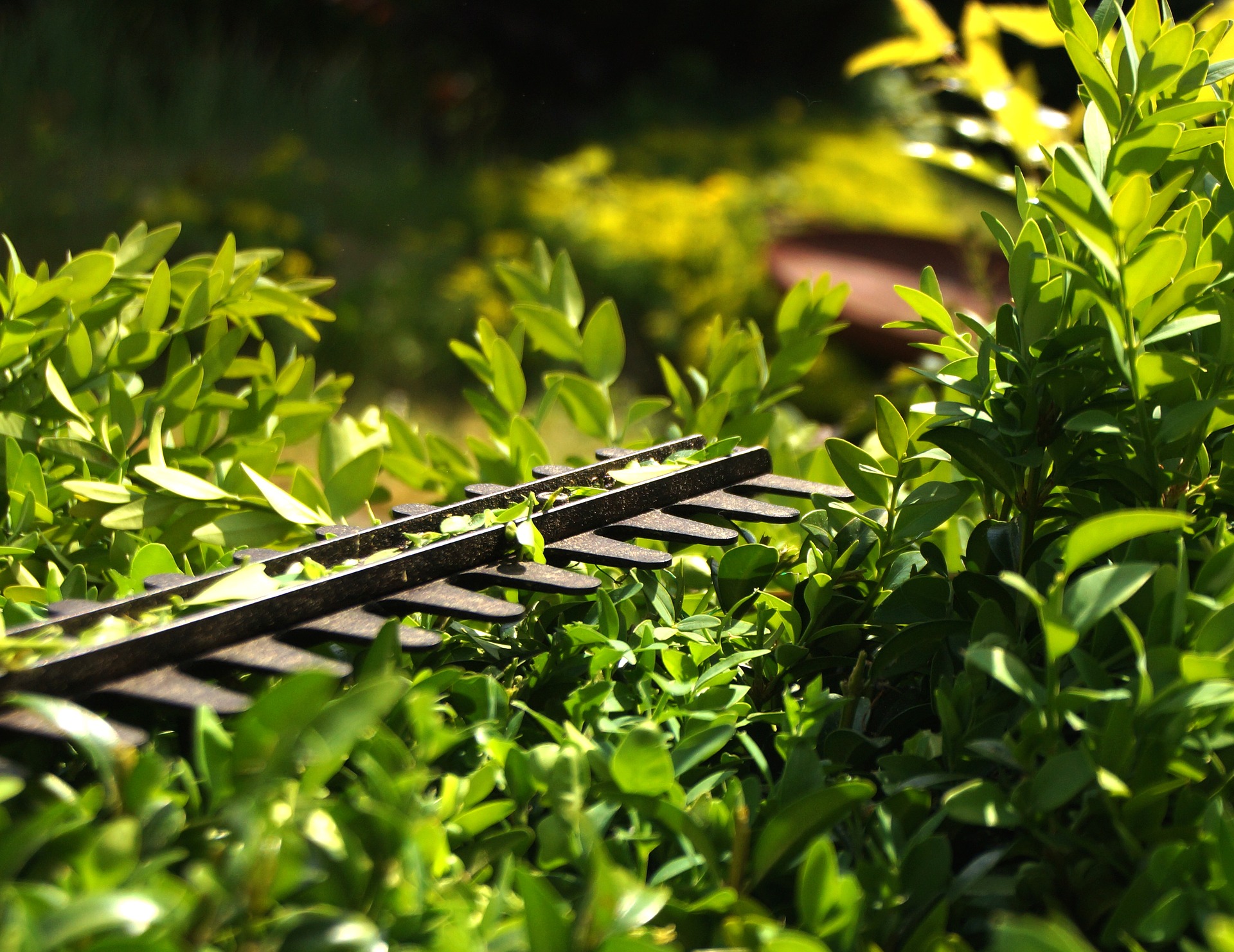 hedge maintenance hedge cutting blade