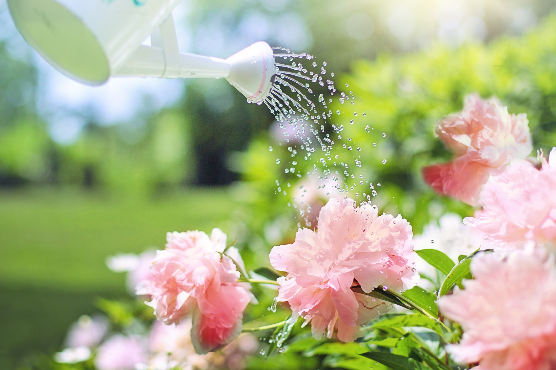 landscape design watering can over flowers