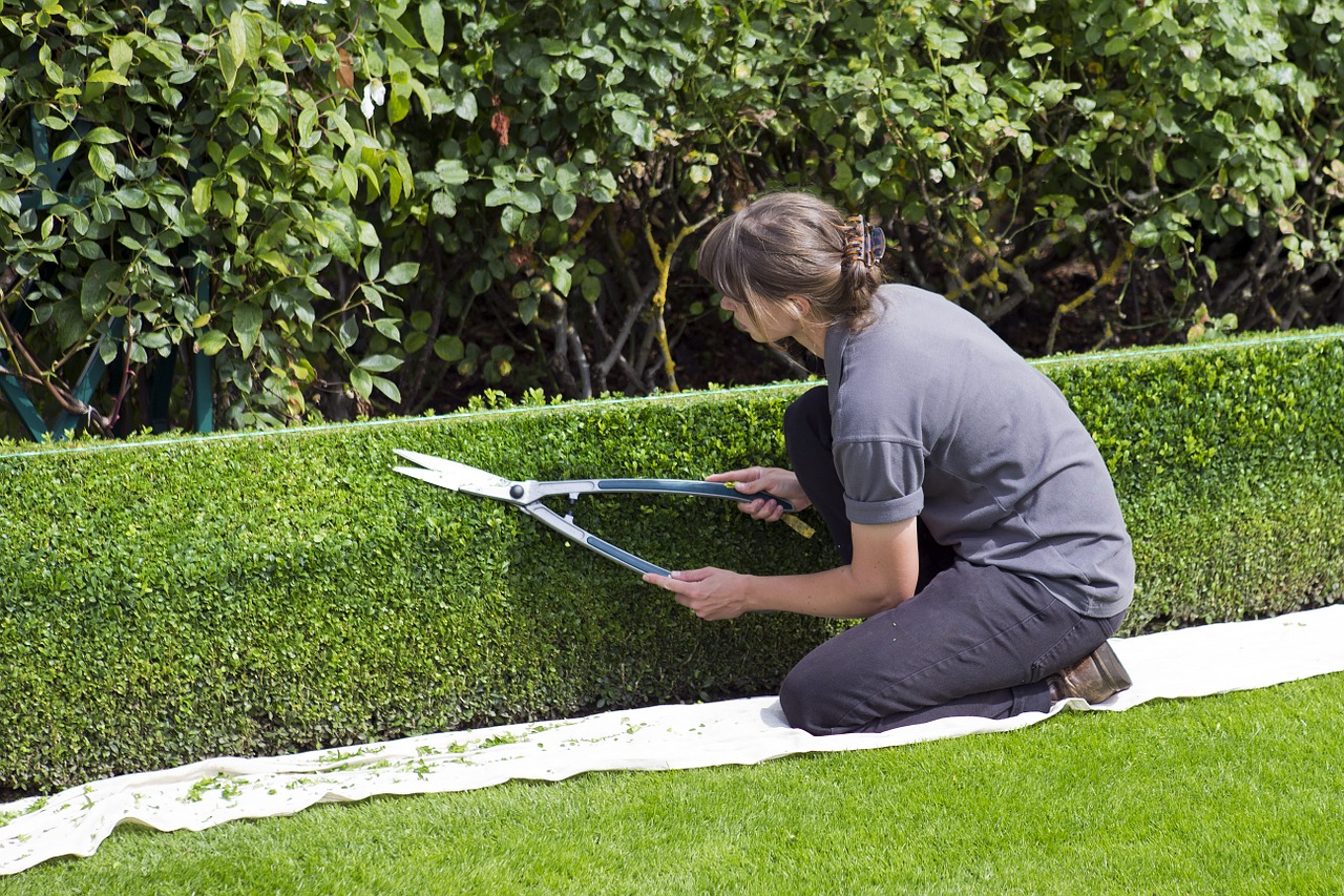 maintaining beautiful hedges woman using string as guide