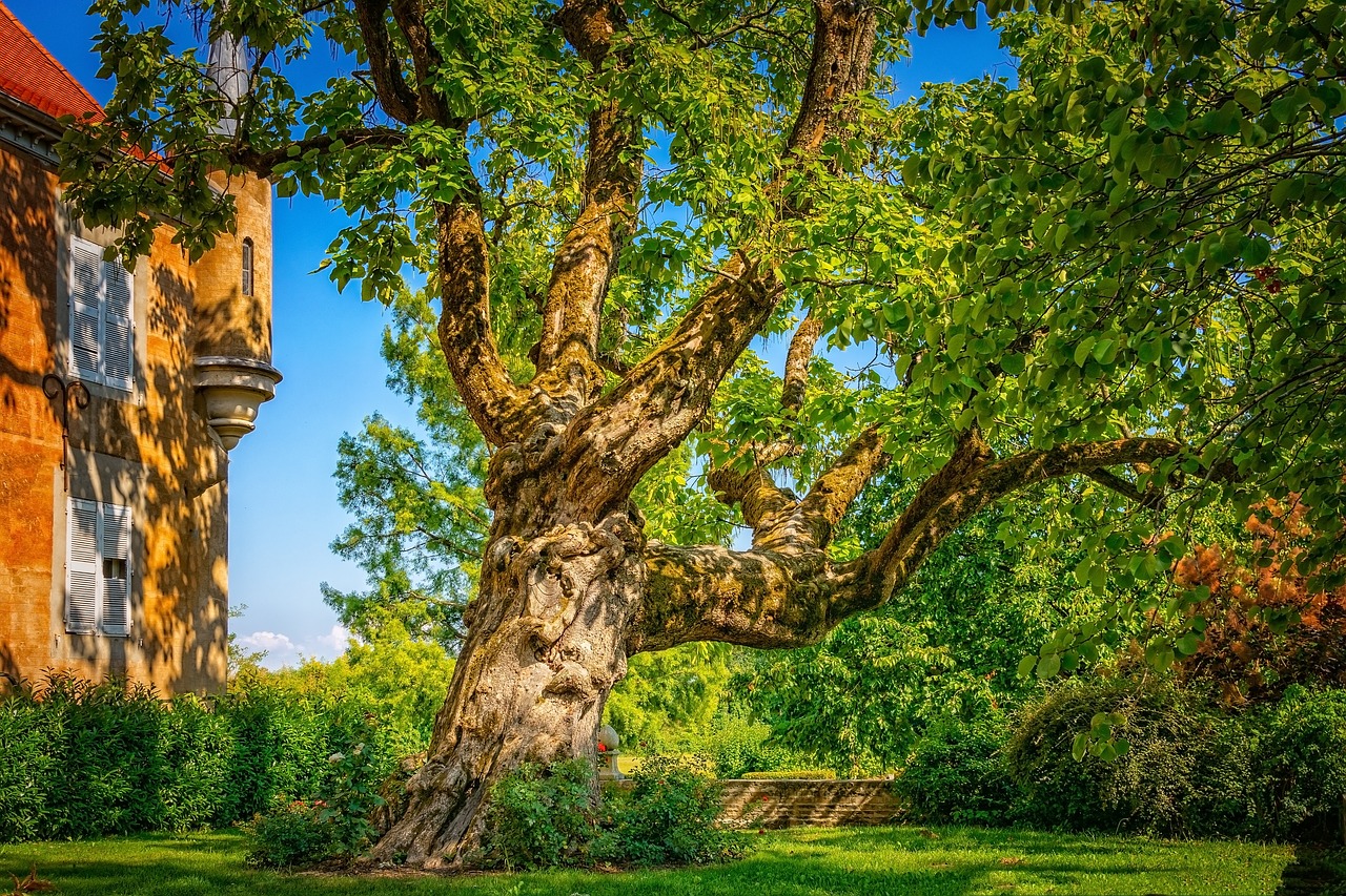 large garden tree