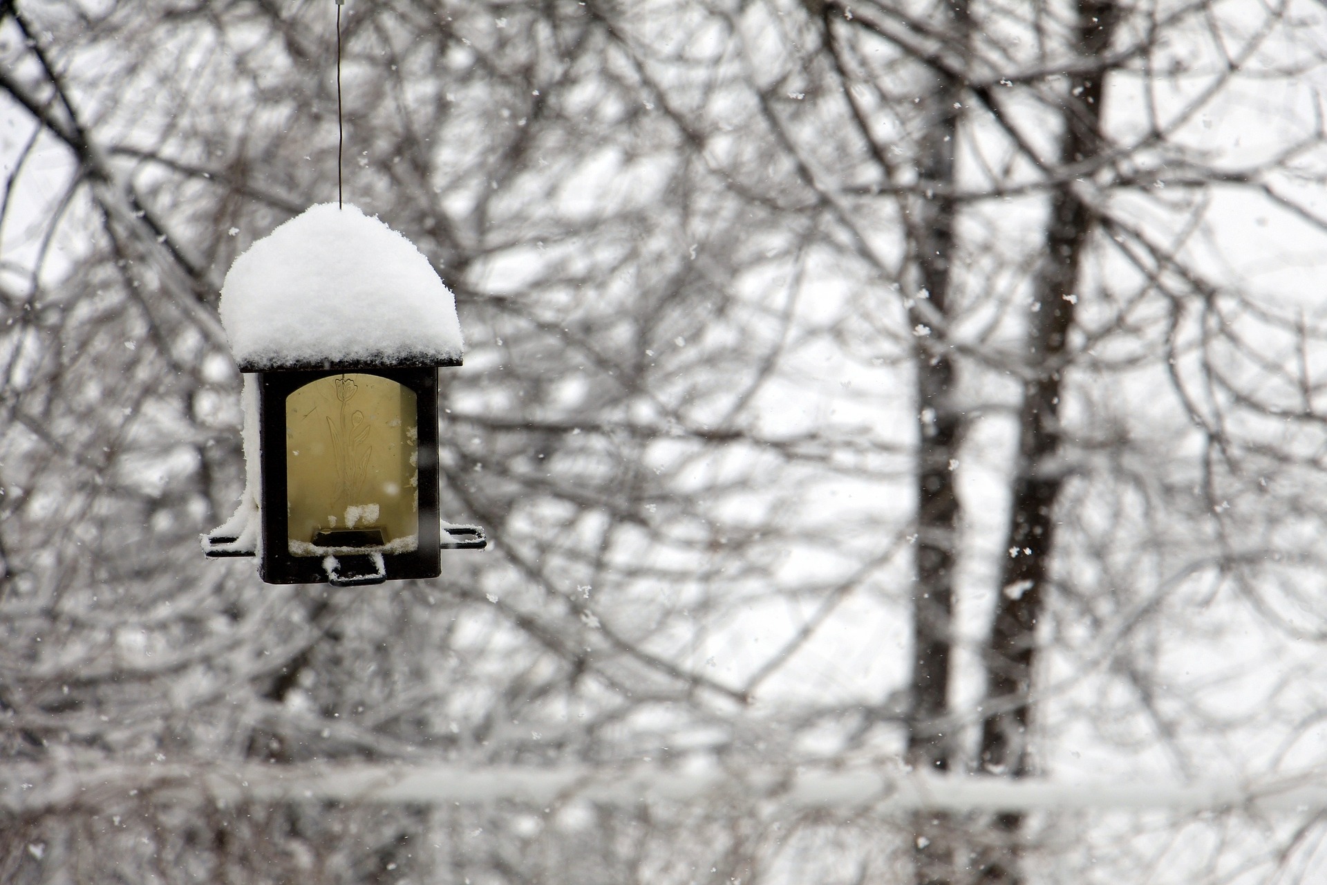 snow covered winter garden snow covered winter garden