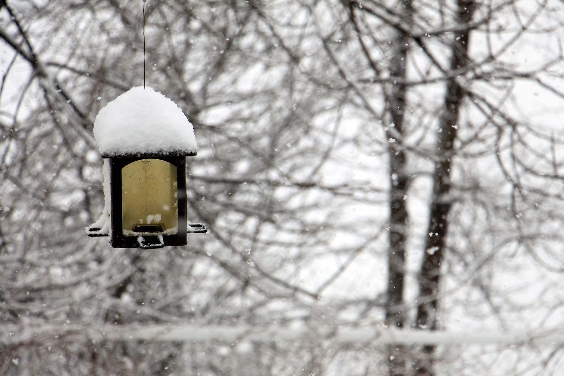 snow covered winter garden