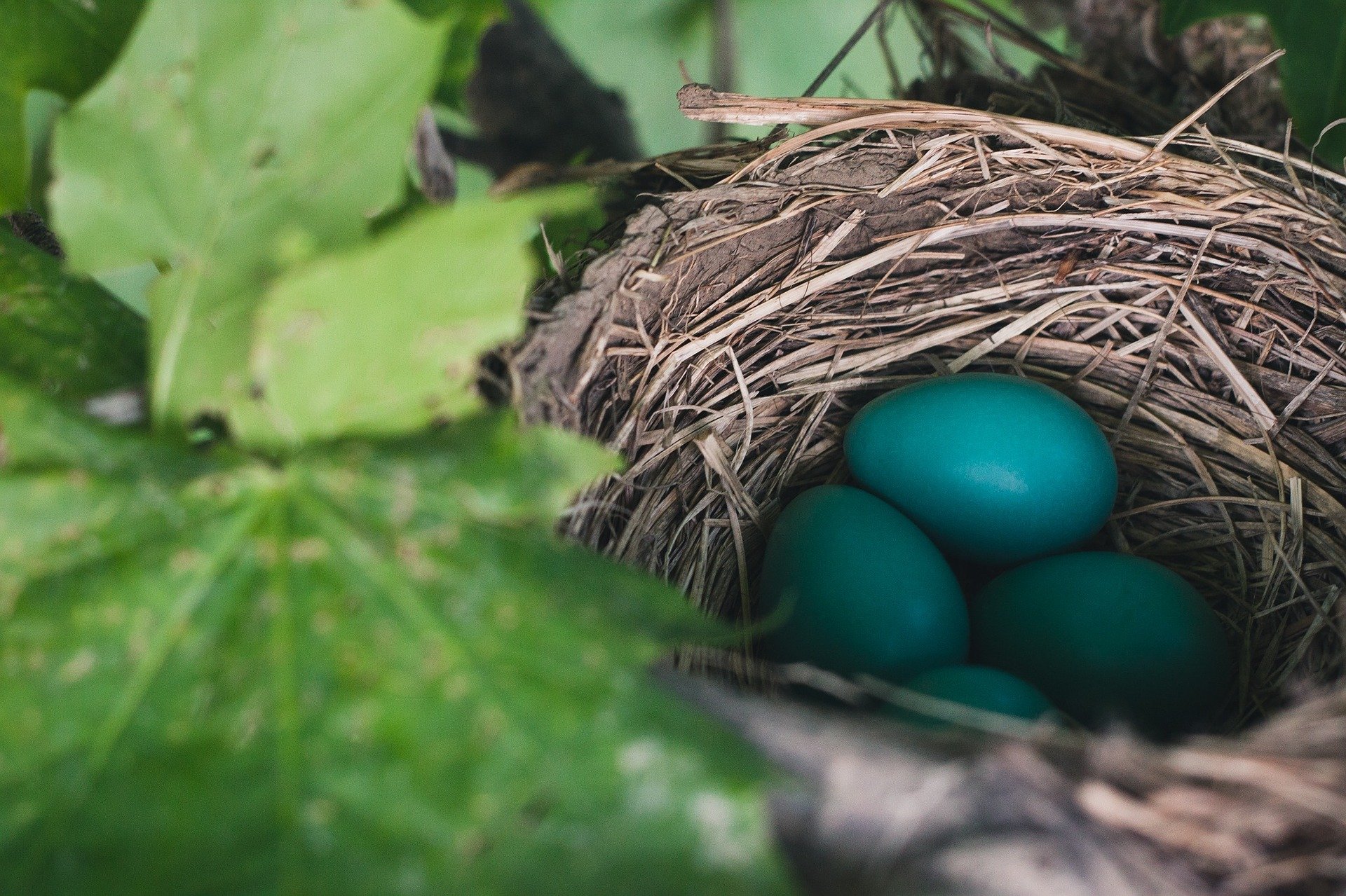 bird nest with eggs