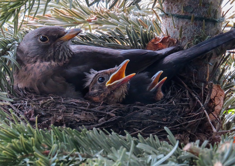 blackbird nest blackbird nest