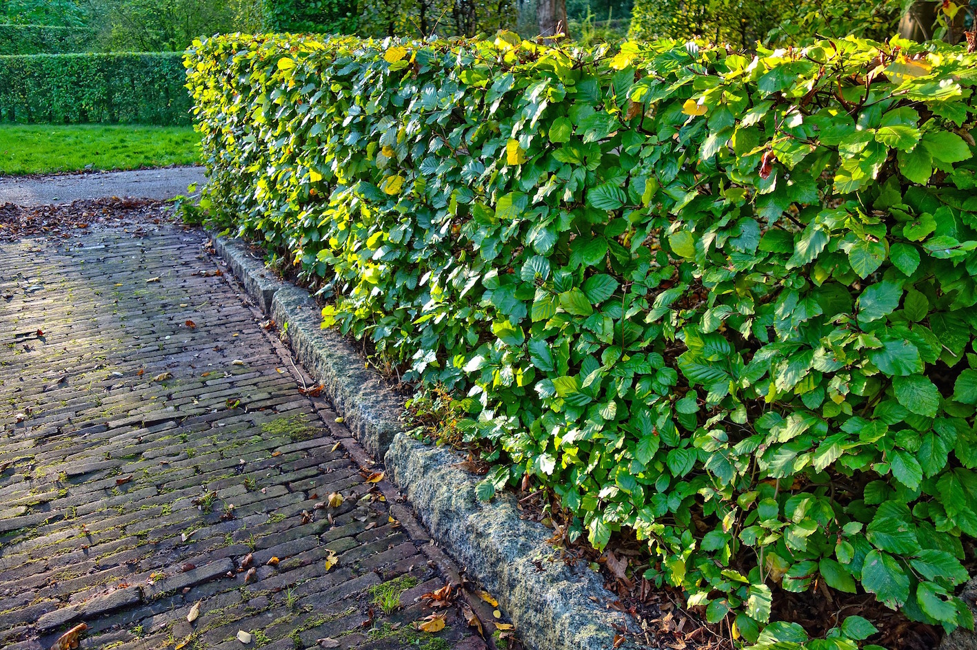 garden hedge garden hedge