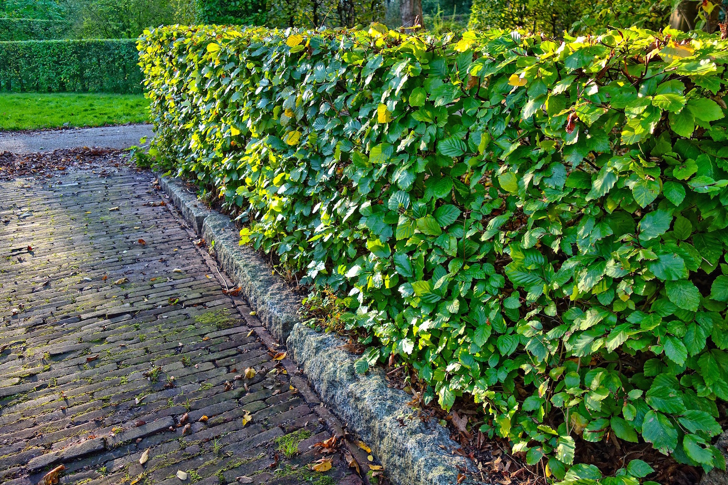 garden hedge