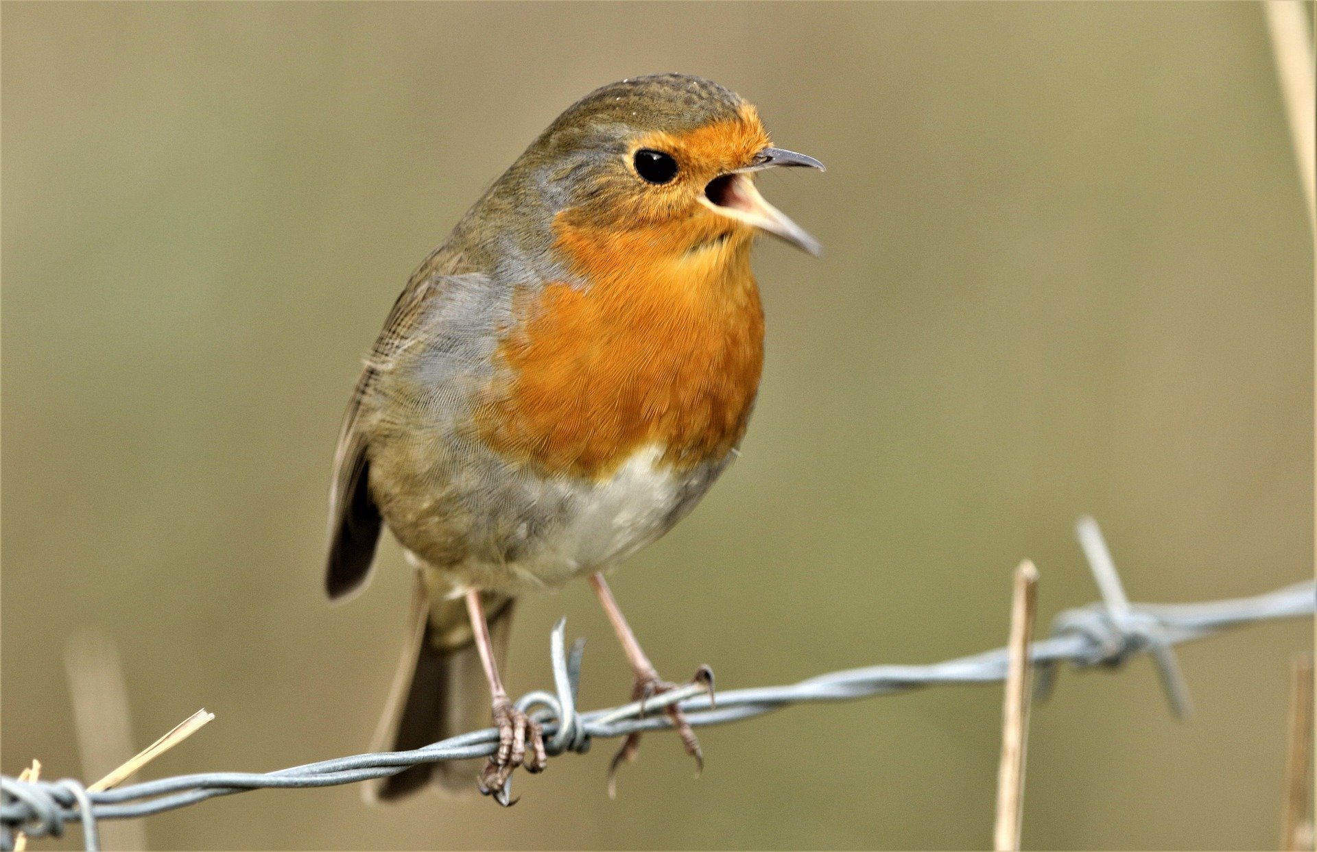 singing robin