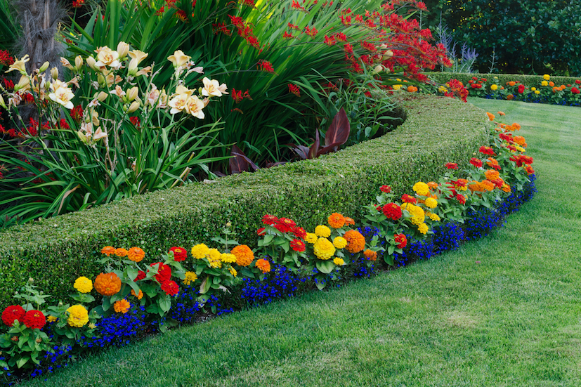 Image Alt beautiful dwarf boxwood shrubs with flowers