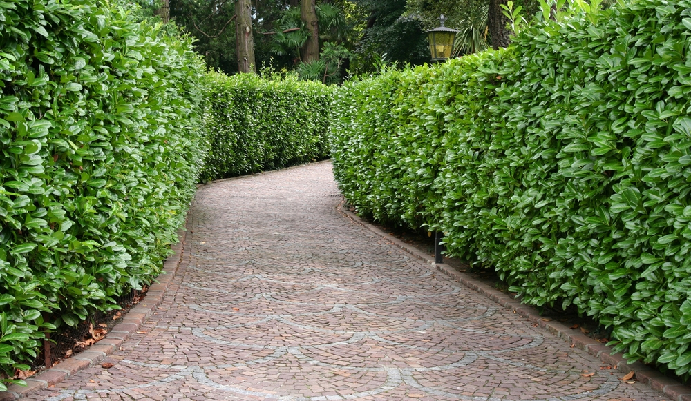 cedar hedge bordering a pathway 1 cedar hedge bordering a pathway 1