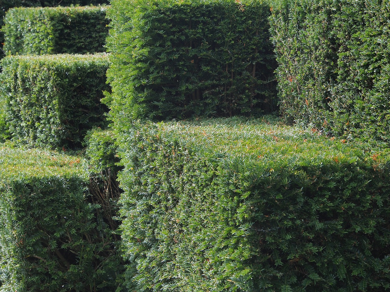 Image Alt hedge cut geometrically