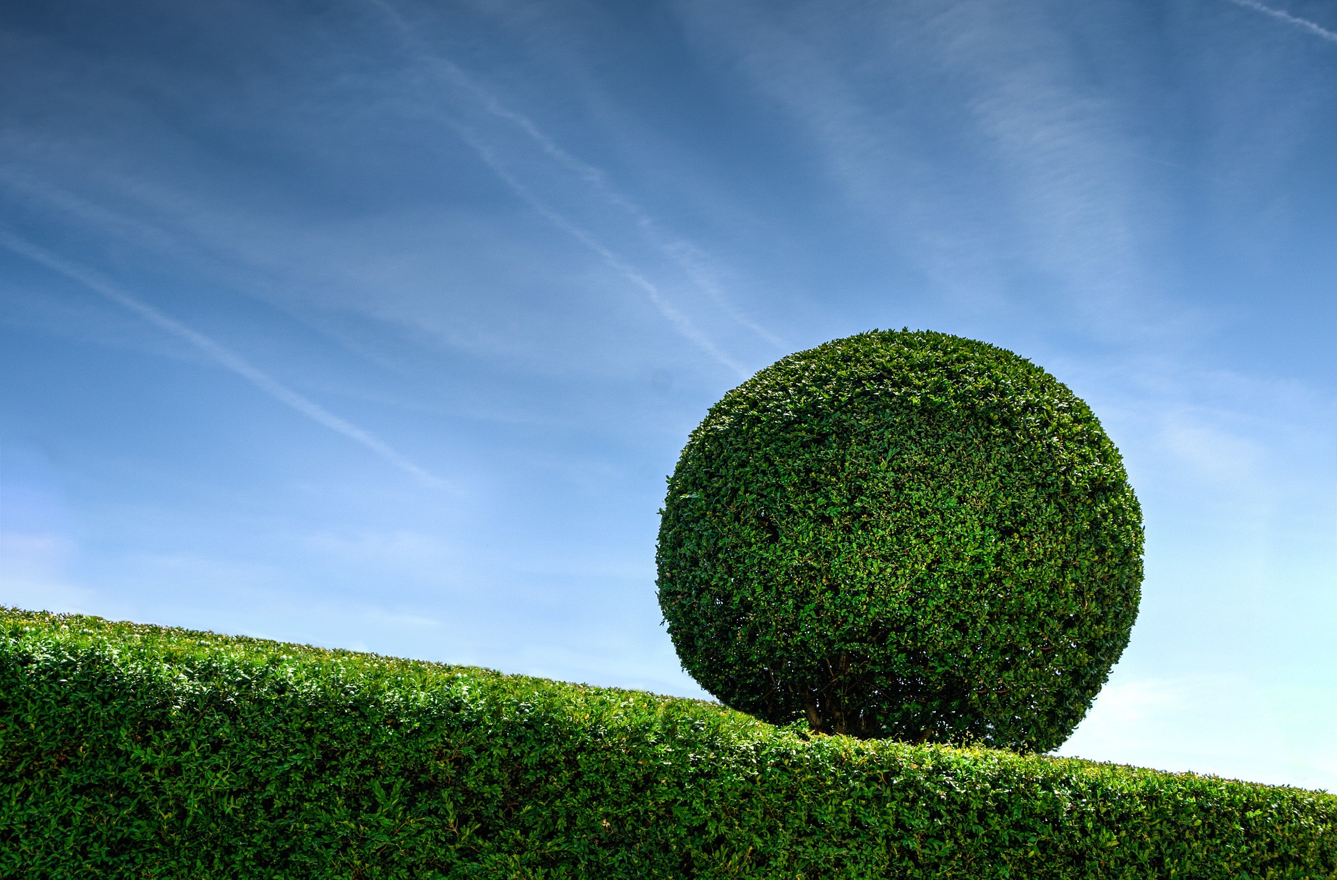 hedge cutting ideas large sphere hedge cutting ideas large sphere