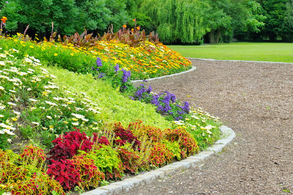shrub island with berm and stunning flowers shrub island with berm and stunning flowers