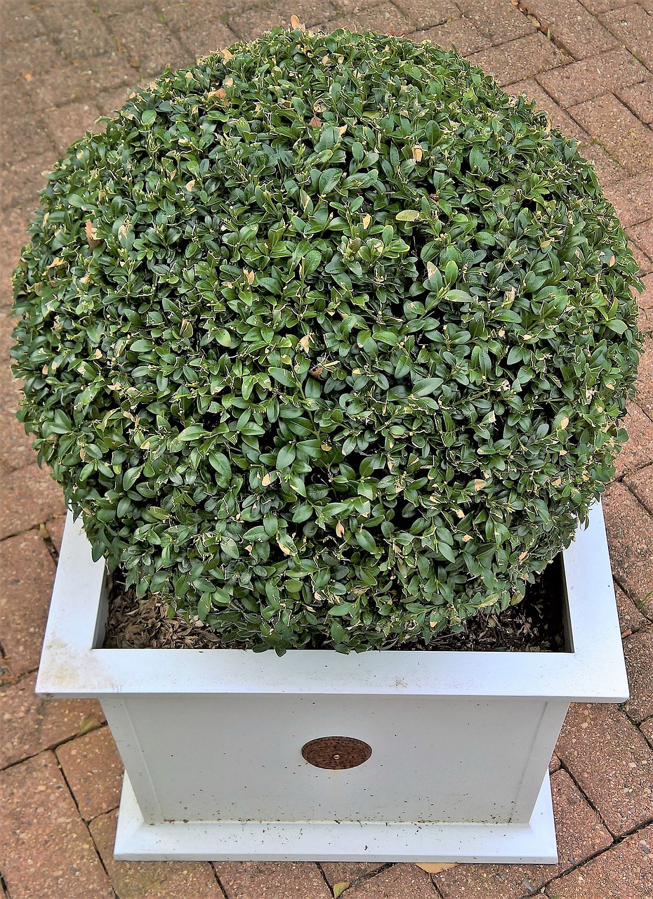 speherical dwarf boxwood shrub in pot speherical dwarf boxwood shrub in pot