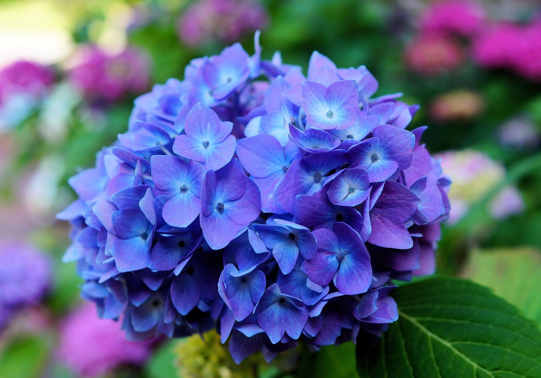 Image Alt low maintenance hydrangea